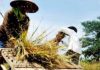 Harga Gabah Ditingkat Petani Naik Rp7.300 per Kg, Lampaui HPP FOTO: Petani saat melakukan panen padi. (Dok.Jabarekspres)
