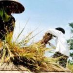 Harga Gabah Ditingkat Petani Naik Rp7.300 per Kg, Lampaui HPP FOTO: Petani saat melakukan panen padi. (Dok.Jabarekspres)