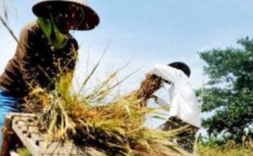 Harga Gabah Ditingkat Petani Naik Rp7.300 per Kg, Lampaui HPP FOTO: Petani saat melakukan panen padi. (Dok.Jabarekspres)