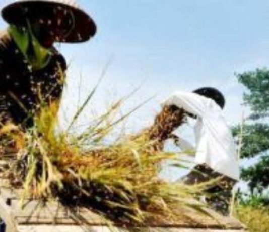 Harga Gabah Ditingkat Petani Naik Rp7.300 per Kg, Lampaui HPP FOTO: Petani saat melakukan panen padi. (Dok.Jabarekspres)