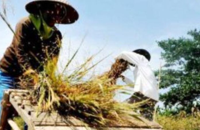 FOTO: Petani saat melakukan panen padi. (Dok.Jabarekspres)