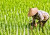 Jurnal: Tanaman Padi Mencapai ‘Batas Termal’ Melampaui Batas Budidaya dalam 9.000 Tahun Sejarah Peradaban Pertanian FOTO: Seorang Petani di Asia tengah menanam padi (Dok Shutterstock)
