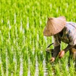 Jurnal: Tanaman Padi Mencapai ‘Batas Termal’ Melampaui Batas Budidaya dalam 9.000 Tahun Sejarah Peradaban Pertanian FOTO: Seorang Petani di Asia tengah menanam padi (Dok Shutterstock)