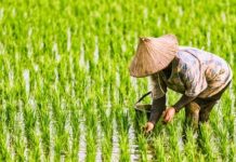 Jurnal: Tanaman Padi Mencapai ‘Batas Termal’ Melampaui Batas Budidaya dalam 9.000 Tahun Sejarah Peradaban Pertanian FOTO: Seorang Petani di Asia tengah menanam padi (Dok Shutterstock)