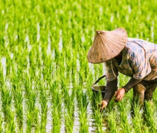 Jurnal: Tanaman Padi Mencapai ‘Batas Termal’ Melampaui Batas Budidaya dalam 9.000 Tahun Sejarah Peradaban Pertanian FOTO: Seorang Petani di Asia tengah menanam padi (Dok Shutterstock)