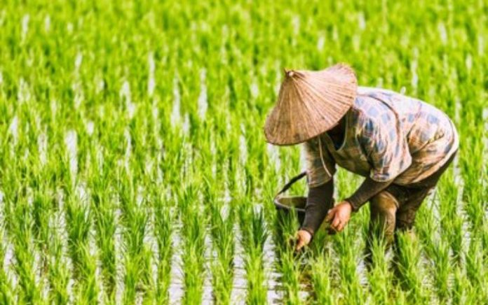 FOTO: Seorang Petani di Asia tengah menanam padi (Dok Shutterstock)