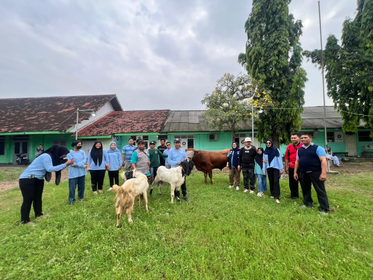 Suasana penuh kekeluargaan tampak terlihat saat seluruh civitas akademika STT Raden Wijaya Kota Mojokerto bahu-membahu menyiapkan lokasi serta perlengkapan menjelang prosesi penyembelihan hewan kurban, Rabu (27/5/2026).