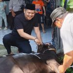 Relawan Prabowo-Gibran Logis 08 Berkurban Satu Ekor Sapi untuk Masyarakat Ket Foto: Ketua Umum Logis 08 Anshar Ilo saat ikut proses penyembelihan sapi Qurban, Kamis (28/05).