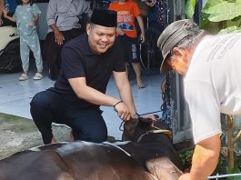 Relawan Prabowo-Gibran Logis 08 Berkurban Satu Ekor Sapi untuk Masyarakat Ket Foto: Ketua Umum Logis 08 Anshar Ilo saat ikut proses penyembelihan sapi Qurban, Kamis (28/05).