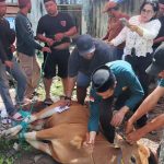 Ormas Laskar Garuda Indonesia Bersatu Sembelih Hewan Qurban di Hari Raya Idul Adha 1447 Hijriah FOTO: Ketua Umum Ormas Laskar Garuda Indonesia Bersatu, Muh. Mukram, menyaksikan pemotongan hewan qurban. Rabu (27/05/2026)