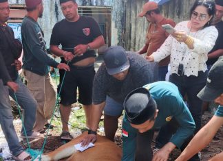 Ormas Laskar Garuda Indonesia Bersatu Sembelih Hewan Qurban di Hari Raya Idul Adha 1447 Hijriah FOTO: Ketua Umum Ormas Laskar Garuda Indonesia Bersatu, Muh. Mukram, menyaksikan pemotongan hewan qurban. Rabu (27/05/2026)