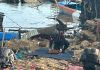 5 Warga di Biak Numfor Tewas Akibat Ledakan Sisa Bom PD II FOTO: Tim Gegana Brimob Polda Papua saat mengamankan satu bom sisa peninggalan PD II di Biak Numfor, Papua. Minggu (31/5/2026). (Dok via media sosial)