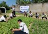 Panen Raya Sayuran Organik: Wujud Nyata Bapas Kendari dalam Mendukung Program Ketahanan Pangan Nasional FOTO: Bapas Kendari melaksanakan giat panen sayur bayam, kangkung dan terung yang bertempat di Griya Abhipraya Bapas Kendari. Senin (13/07). (Ist)