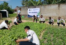 Panen Raya Sayuran Organik: Wujud Nyata Bapas Kendari dalam Mendukung Program Ketahanan Pangan Nasional FOTO: Bapas Kendari melaksanakan giat panen sayur bayam, kangkung dan terung yang bertempat di Griya Abhipraya Bapas Kendari. Senin (13/07). (Ist)