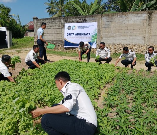 Panen Raya Sayuran Organik: Wujud Nyata Bapas Kendari dalam Mendukung Program Ketahanan Pangan Nasional FOTO: Bapas Kendari melaksanakan giat panen sayur bayam, kangkung dan terung yang bertempat di Griya Abhipraya Bapas Kendari. Senin (13/07). (Ist)