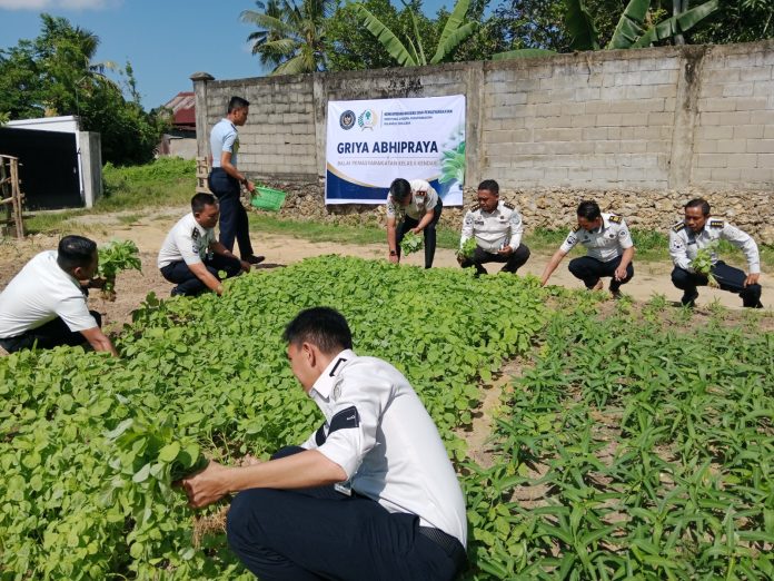 FOTO: Bapas Kendari melaksanakan giat panen sayur bayam, kangkung dan terung yang bertempat di Griya Abhipraya Bapas Kendari. Senin (13/07). (Ist)