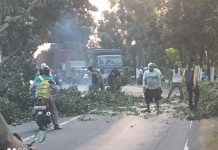 Demi Keselamatan Pengendara Jalan, UPT PJJ Mojokerto Pangkas Rimbun Pohon yang Halangi Pandangan Img 20260717 Wa0037
