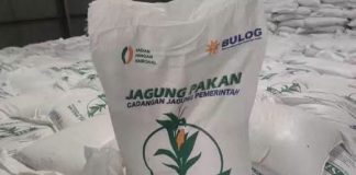 Kementan Kawal SPHP Jagung bagi Peternak, Penyaluran Telah Mencapai 127 Ribu Ton FOTO: SPHP Jagung (ist)