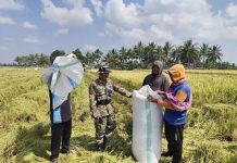 Walau Kemarau Panjang Pemkab Sidrap Beri Perhatian Petani di Macorawalie, Kini Panen Padi FOTO: Petani melakukan panen saat musim kemarau di Kelurahan Macorawalie, Kecamatan Panca Rijang, Kabupaten Sidrap, Sulawesi Selatan. (Dok Kodim Sidrap)