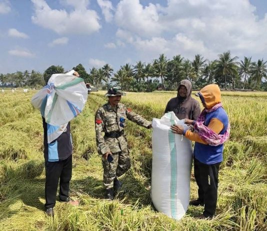 Walau Kemarau Panjang Pemkab Sidrap Beri Perhatian Petani di Macorawalie, Kini Panen Padi FOTO: Petani melakukan panen saat musim kemarau di Kelurahan Macorawalie, Kecamatan Panca Rijang, Kabupaten Sidrap, Sulawesi Selatan. (Dok Kodim Sidrap)