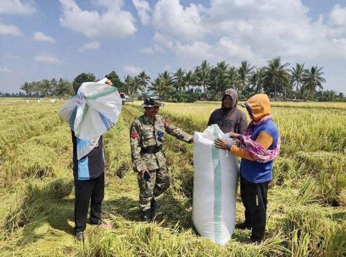 FOTO: Petani melakukan panen saat musim kemarau di Kelurahan Macorawalie, Kecamatan Panca Rijang, Kabupaten Sidrap, Sulawesi Selatan. (Dok Kodim Sidrap)