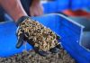 Fakultas Peternakan Unhas Kelola 2,8 Ton Sampah Organik, Kembangkan Budidaya Maggot FOTO: Fakultas Peternakan Unhas Kelola 2,8 Ton Sampah Organik, Kembangkan Budidaya Maggot