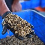 Fakultas Peternakan Unhas Kelola 2,8 Ton Sampah Organik, Kembangkan Budidaya Maggot FOTO: Fakultas Peternakan Unhas Kelola 2,8 Ton Sampah Organik, Kembangkan Budidaya Maggot
