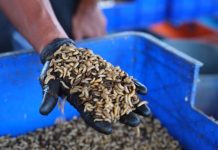 Fakultas Peternakan Unhas Kelola 2,8 Ton Sampah Organik, Kembangkan Budidaya Maggot FOTO: Fakultas Peternakan Unhas Kelola 2,8 Ton Sampah Organik, Kembangkan Budidaya Maggot