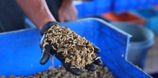 Fakultas Peternakan Unhas Kelola 2,8 Ton Sampah Organik, Kembangkan Budidaya Maggot FOTO: Fakultas Peternakan Unhas Kelola 2,8 Ton Sampah Organik, Kembangkan Budidaya Maggot