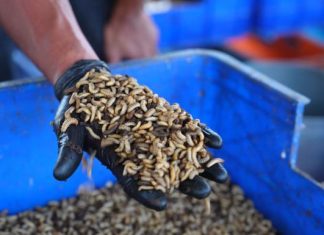 Fakultas Peternakan Unhas Kelola 2,8 Ton Sampah Organik, Kembangkan Budidaya Maggot FOTO: Fakultas Peternakan Unhas Kelola 2,8 Ton Sampah Organik, Kembangkan Budidaya Maggot