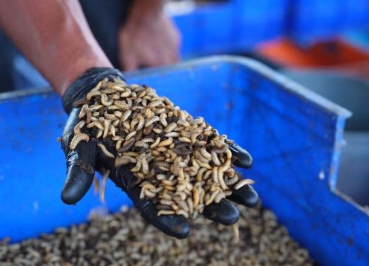 Fakultas Peternakan Unhas Kelola 2,8 Ton Sampah Organik, Kembangkan Budidaya Maggot FOTO: Fakultas Peternakan Unhas Kelola 2,8 Ton Sampah Organik, Kembangkan Budidaya Maggot
