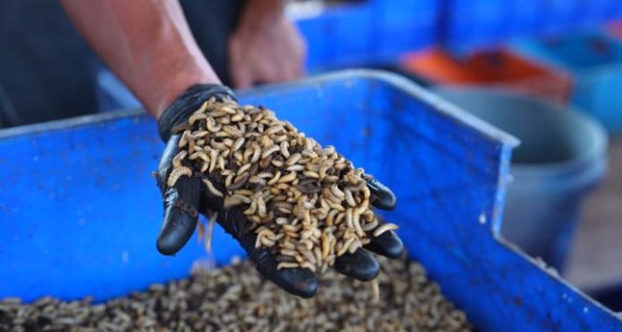 FOTO: Fakultas Peternakan Unhas Kelola 2,8 Ton Sampah Organik, Kembangkan Budidaya Maggot